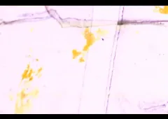 memory trace