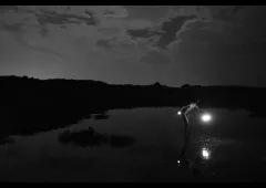 sarcocornia film