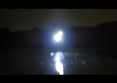 sarcocornea film